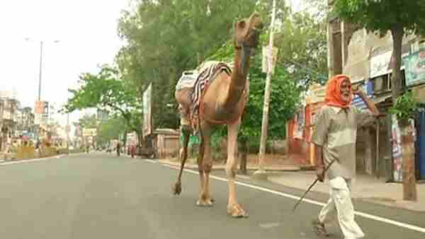 A 70-year-old man walked from Ludhiana to Gorakhpur with camel A 70-year-old man walked from Ludhiana to Gorakhpur with camel