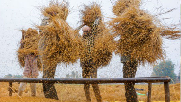 मक्के और कपास की खेती कर रहे किसान