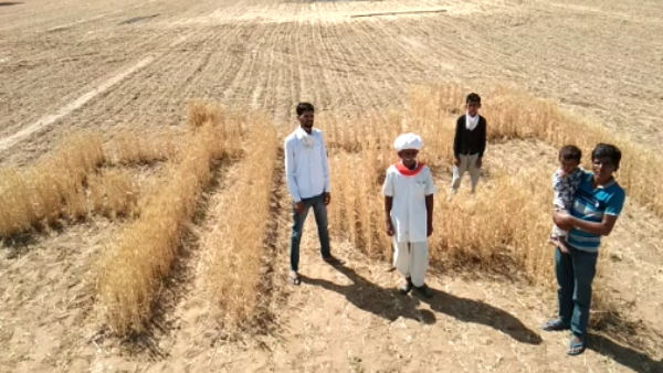 खेत में सांड घेरा छोड़ा