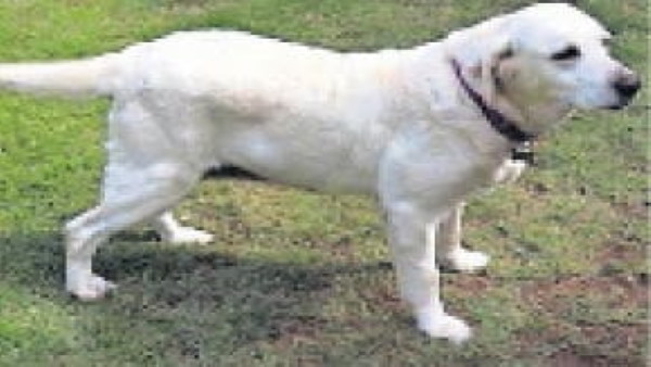 Rajasthan Police Sniffer Dog Pema died after 14 years service