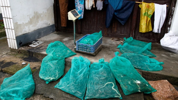 सांपों की ब्रीडिंग का काम करते हैं लोग सांपों की ब्रीडिंग का काम करते हैं लोग