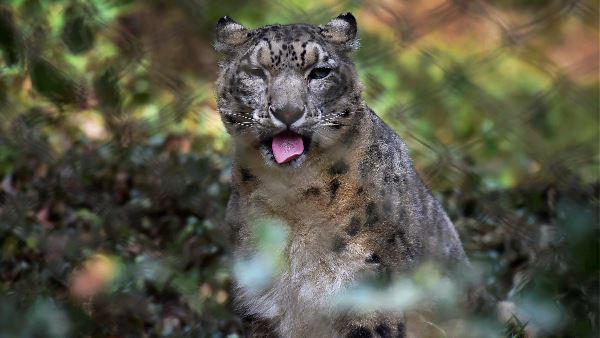 वन बिलाव भी गांव वालों के लिए खतरा वन बिलाव भी गांव वालों के लिए खतरा