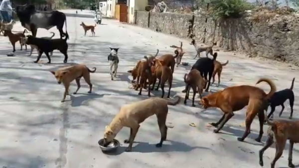 हॉन की आवाज सुनकर आ जाते हैं स्ट्रीट डॉग्स