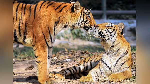 जानवर के अंदर कोरोना वायरस मिलने का दूसरा मामला जानवर के अंदर कोरोना वायरस मिलने का दूसरा मामला