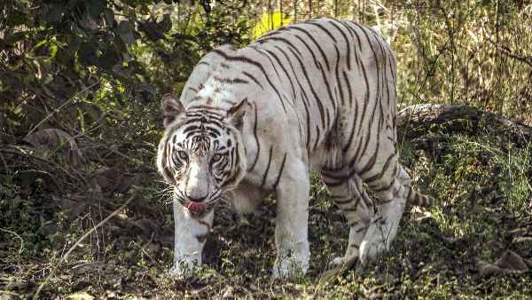भूख की कमी और सूखी खांसी के लक्षण भूख की कमी और सूखी खांसी के लक्षण