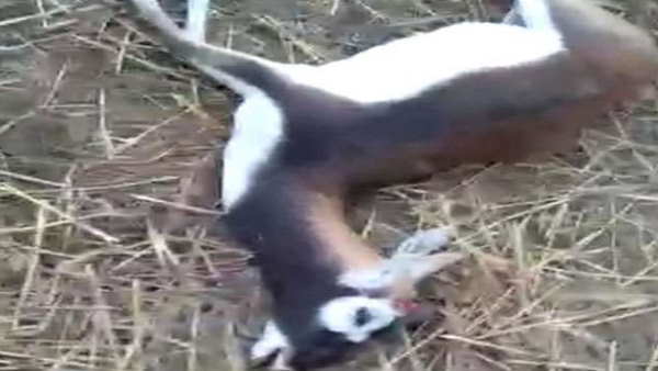 bihar rohtas villager alleged that policeman killed black deer bihar rohtas villager alleged that policeman killed black deer
