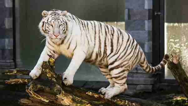 कल्पना ने छोड़ दिया था खाना-पीना