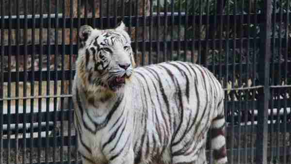 रिपोर्ट आई नेगेटिव