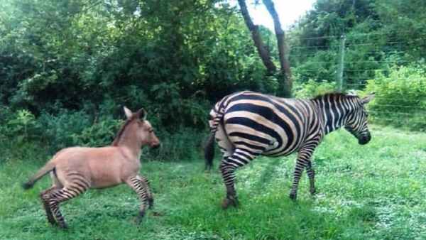 जेब्रा और डॉन्की के मेल से पैदा हुआ 'जॉन्की' जेब्रा और डॉन्की के मेल से पैदा हुआ 'जॉन्की'