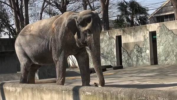 हाथी के लिए देना होगा 1.75 लाख