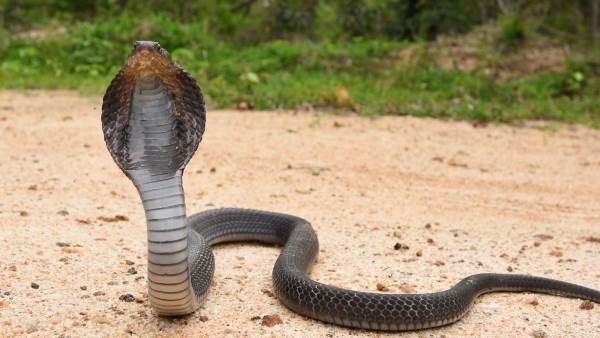 मिलेंगे ये खास ऑफर