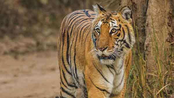 वन विभाग की रेस्क्यू टीम गांव में पहुंची वन विभाग की रेस्क्यू टीम गांव में पहुंची