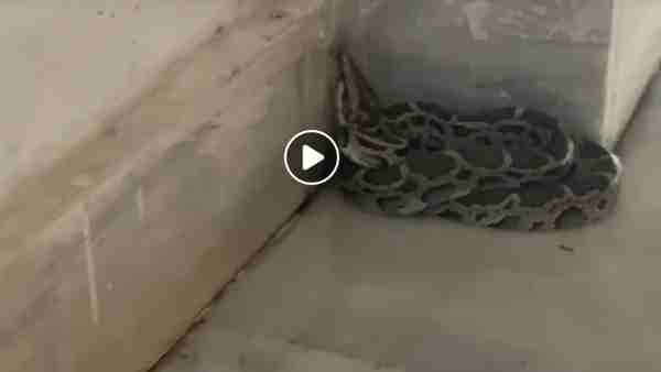 सांपों के मिलने की शिकायतें उत्तराखंड में बढ़ी सांपों के मिलने की शिकायतें उत्तराखंड में बढ़ी