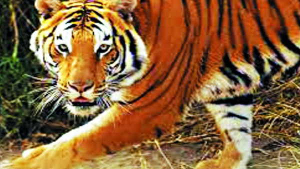 छांव के लिए पेड़ के नीचे बैठे थे लोग छांव के लिए पेड़ के नीचे बैठे थे लोग