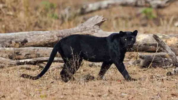 सात साल बाद दिखा है यह जानवर सात साल बाद दिखा है यह जानवर