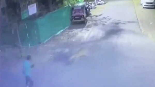 नासिक के जंगलों में पाए जाते हैं जंगली जानवर नासिक के जंगलों में पाए जाते हैं जंगली जानवर