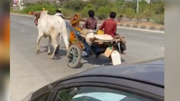 बैल के साथ जुतकर राजमार्ग पर गाड़ी खींचता दिखा तंगहाल परिवार