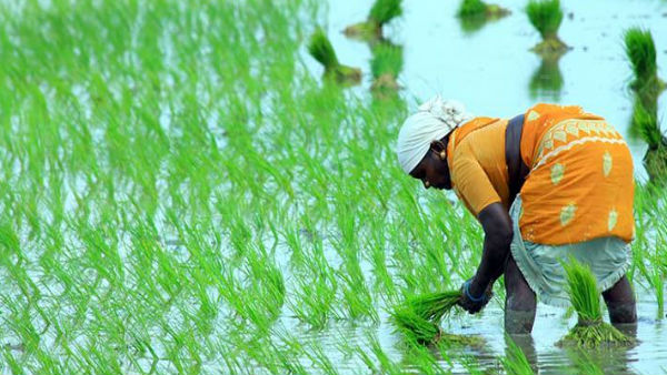 14 दिनों में बनेगा कार्ड 14 दिनों में बनेगा कार्ड