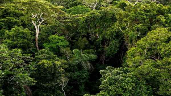 ये महामारी अमेजन के जंगलों से पैदा हो सकती है