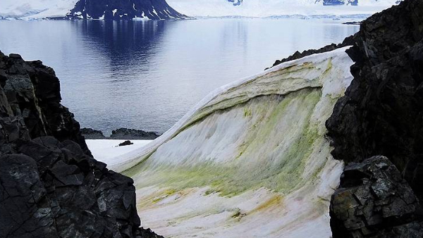 हरियाली में बदल जाएगा अंटार्कटिका हरियाली में बदल जाएगा अंटार्कटिका