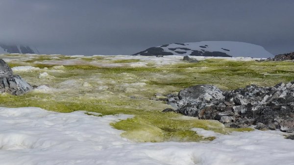 लाल और नारंगी भी होते हैं शैवाल लाल और नारंगी भी होते हैं शैवाल