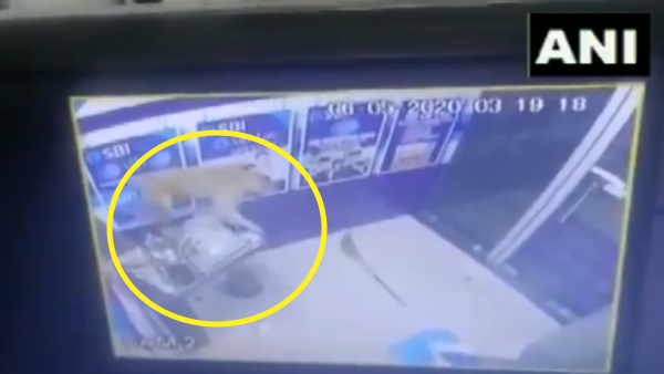 सूने पड़े एटीएम में बंदर ने की तोड़-फोड़