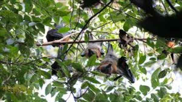 हम भी चाहते हैं कि नोवल कोरोना वायरस की स्रोत का पता लगे- चीन