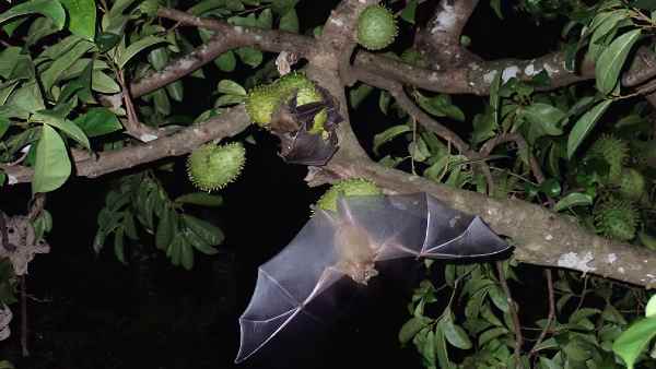 वुहान लैब में आज भी मौजूद हैं चमगादड़ों के कोरोना वायरस की 3 जिंदा नस्लें