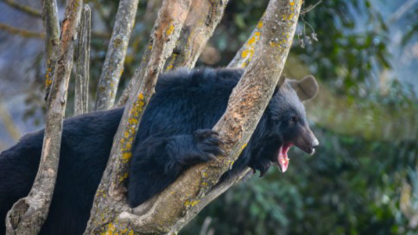 IFS ने ट्वीट किया वीडियो