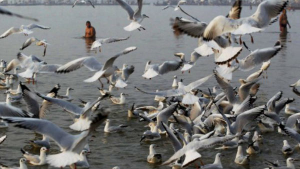 पर्यावरण में बदलाव का असर