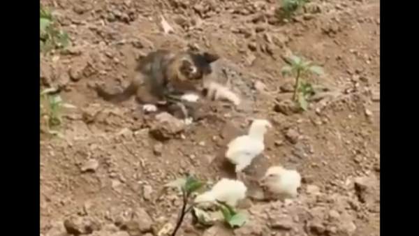 हजारों लोगों ने देखा वीडियो