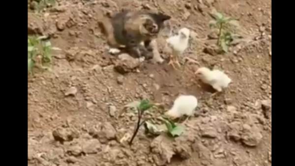 बिल्ली चूजों के झुंड के पास पहुंची थी