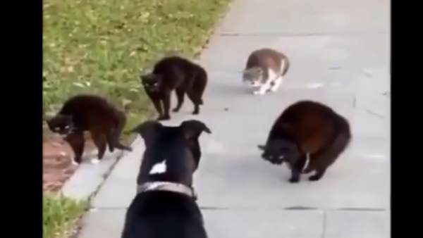 पूर्व बास्केटबॉल खिलाड़ी ने शेयर किया वीडियो पूर्व बास्केटबॉल खिलाड़ी ने शेयर किया वीडियो