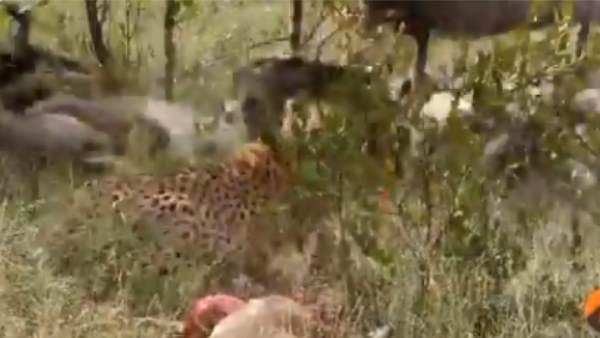 चीते के आसपास ढेर सारे गिद्ध आ जाते हैं चीते के आसपास ढेर सारे गिद्ध आ जाते हैं