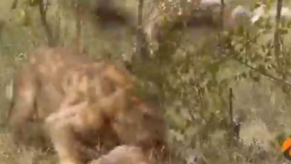 आखिर में शेर को मिल जाता है खाना आखिर में शेर को मिल जाता है खाना