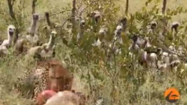 वीडियो को काफी शेयर कर रहे हैं लोग वीडियो को काफी शेयर कर रहे हैं लोग