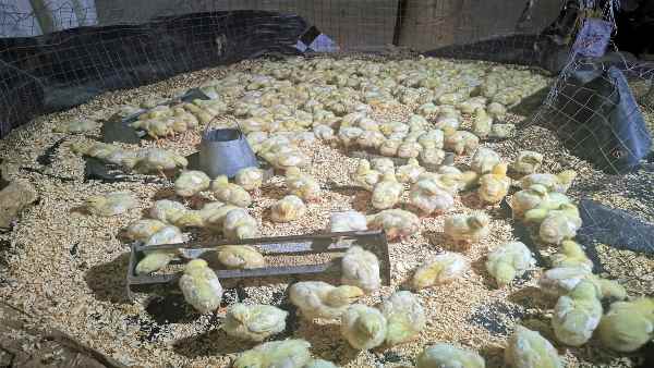 मुर्गी पालन में गंदगी है सबसे बड़ा खतरा