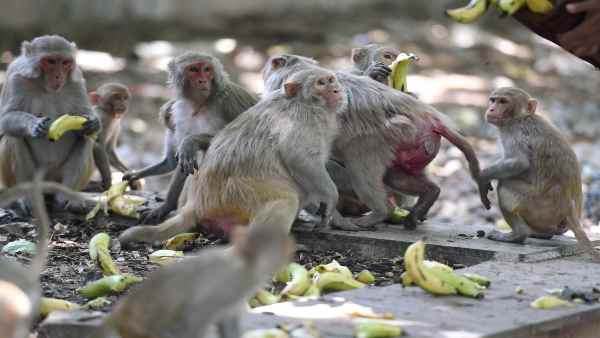 थाईलैंड में भी ट्रायल की शुरुआत थाईलैंड में भी ट्रायल की शुरुआत