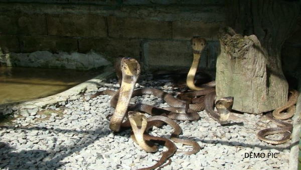  50 बच्चे एक साथ निकले