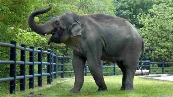 लॉकडाउन के चलते बंद हैं चिड़ियाघर