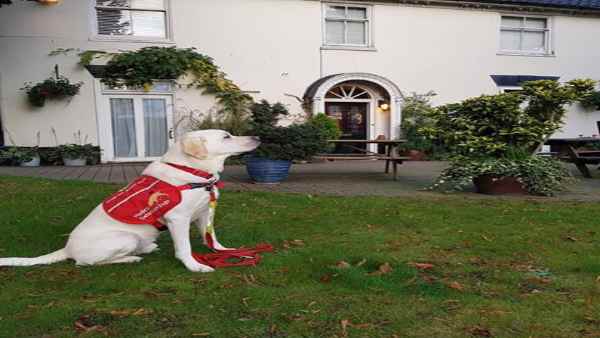 कई देशों में हो रहा है कुत्तों पर काम