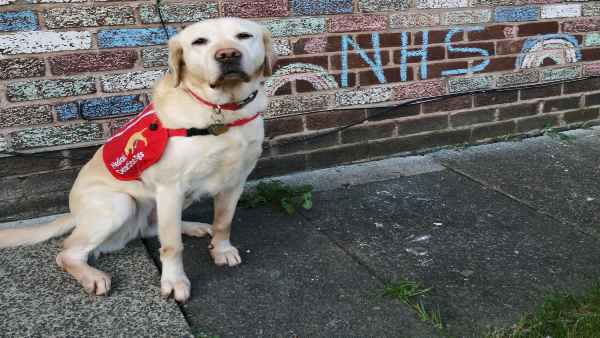 एक घंटे में 250 लोगों की स्क्रीनिंग कर सकेंगे कुत्ते