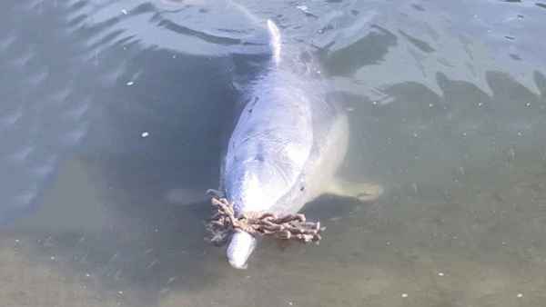 डॉलफिन ला रही मनुष्यों के ये सुंदर उपहार डॉलफिन ला रही मनुष्यों के ये सुंदर उपहार
