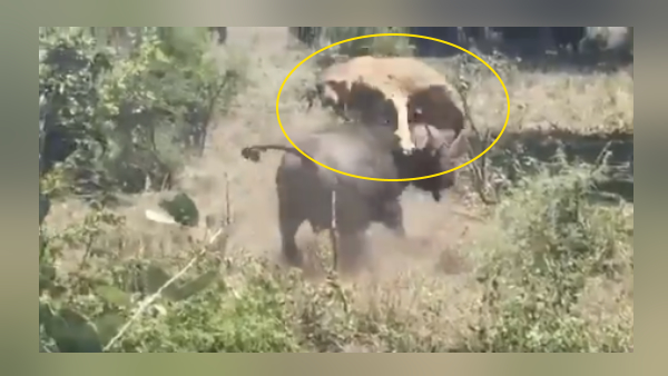 वायरल हुआ ये वीडियो