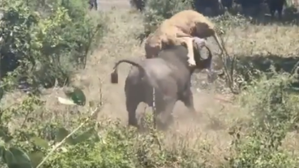 झाड़ियों में छिपी बैठी थी शेरनी