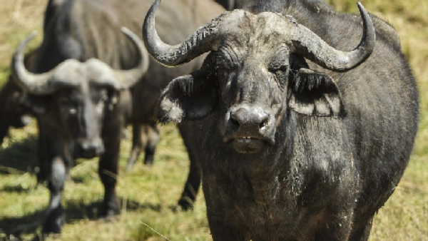 यूजर्स ने भैंसे की हिंम्मत को दी दाद