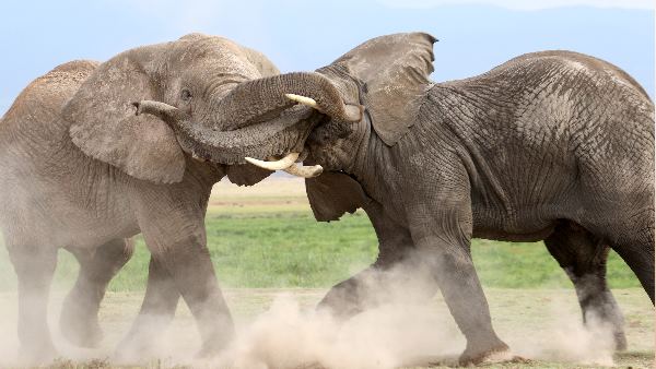 हाथियों की लड़ाई का वीडियो किया था शेयर हाथियों की लड़ाई का वीडियो किया था शेयर