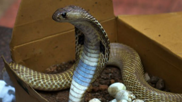 ये है किंग कोबरा की खासियत 