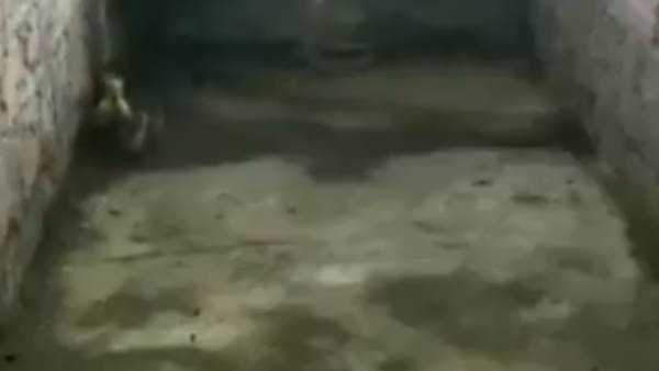 हजारों लोगों ने देखा वीडियो