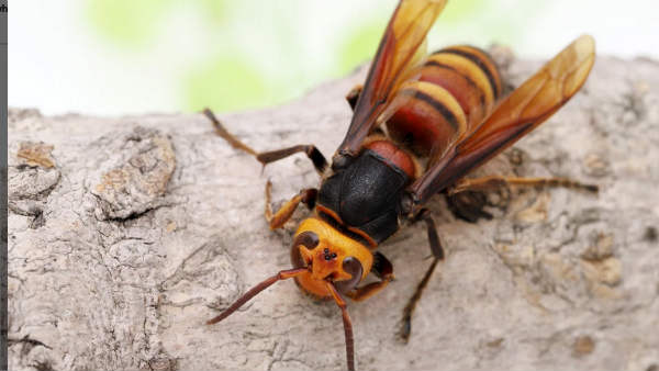 Murder hornet है मक्‍खी का दूसरा नाम